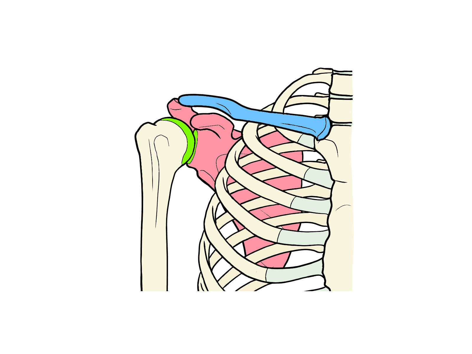 肩の構造.jpg